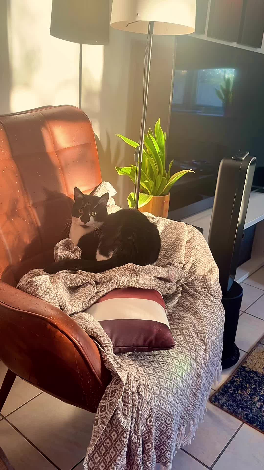 @Chibi.the.cat