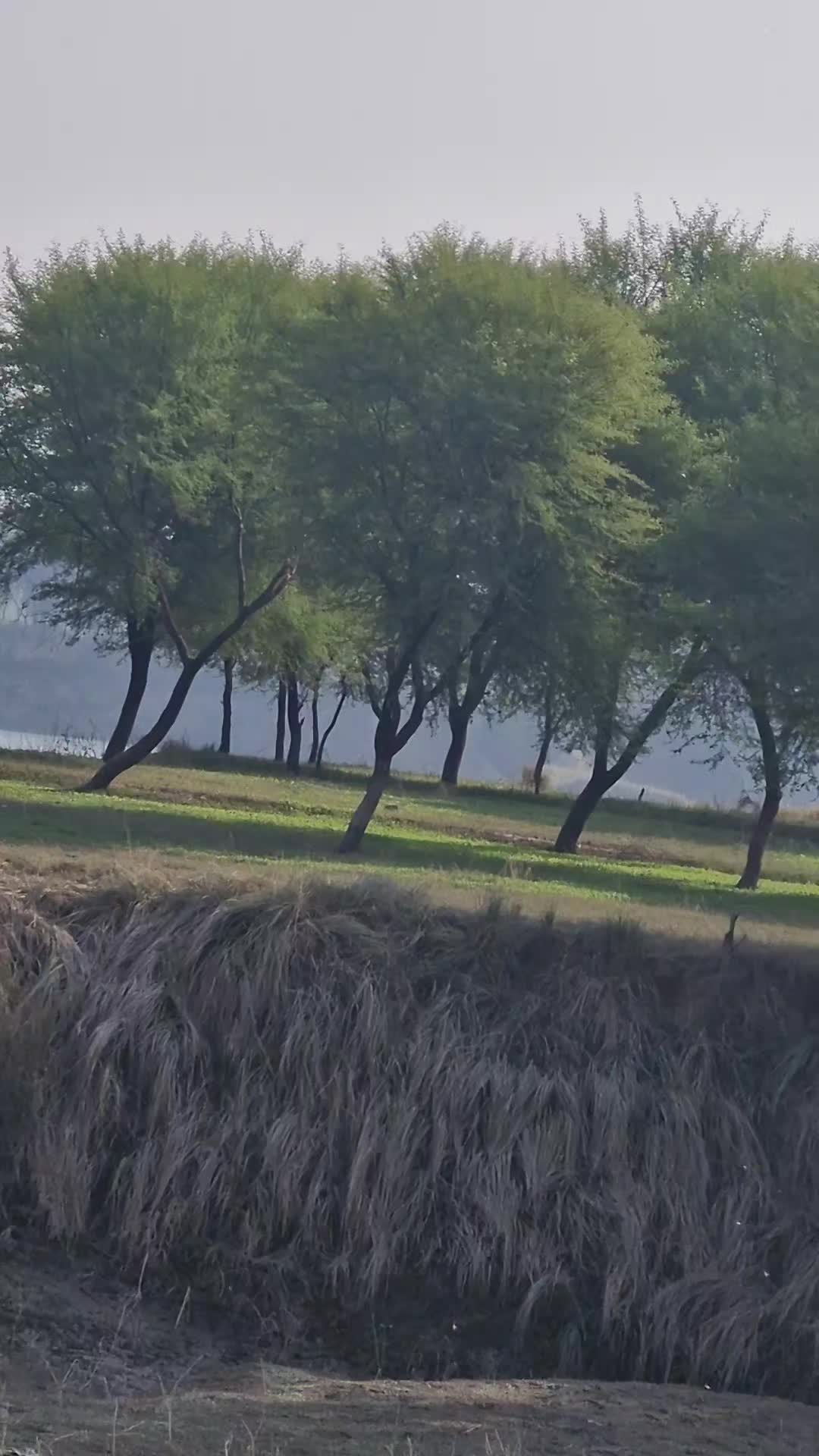@Pari786