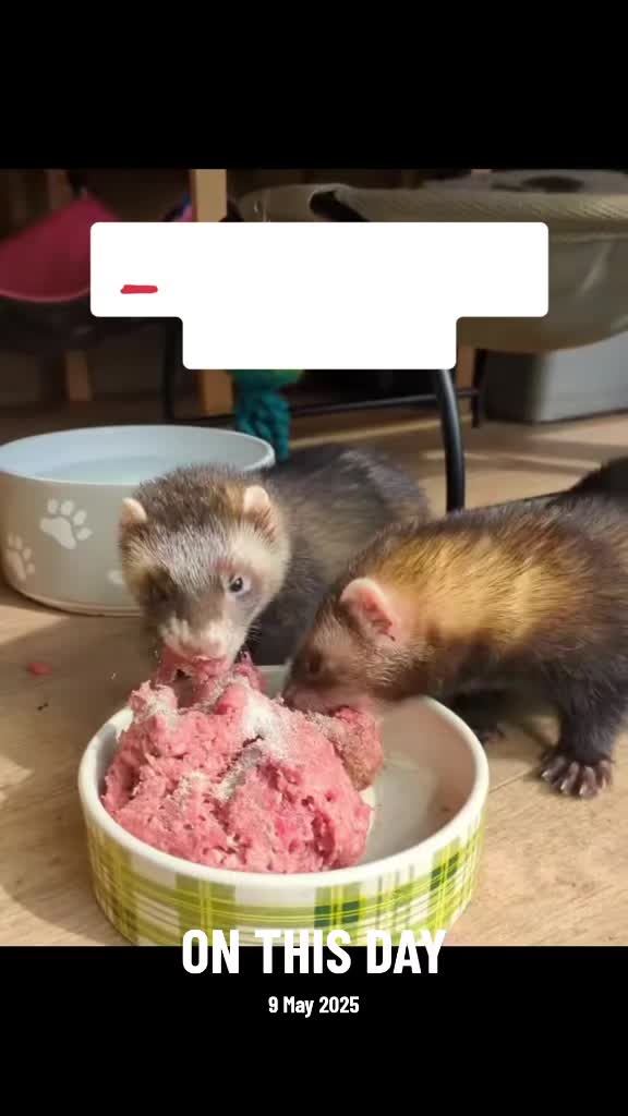 @Ocean City Ferrets