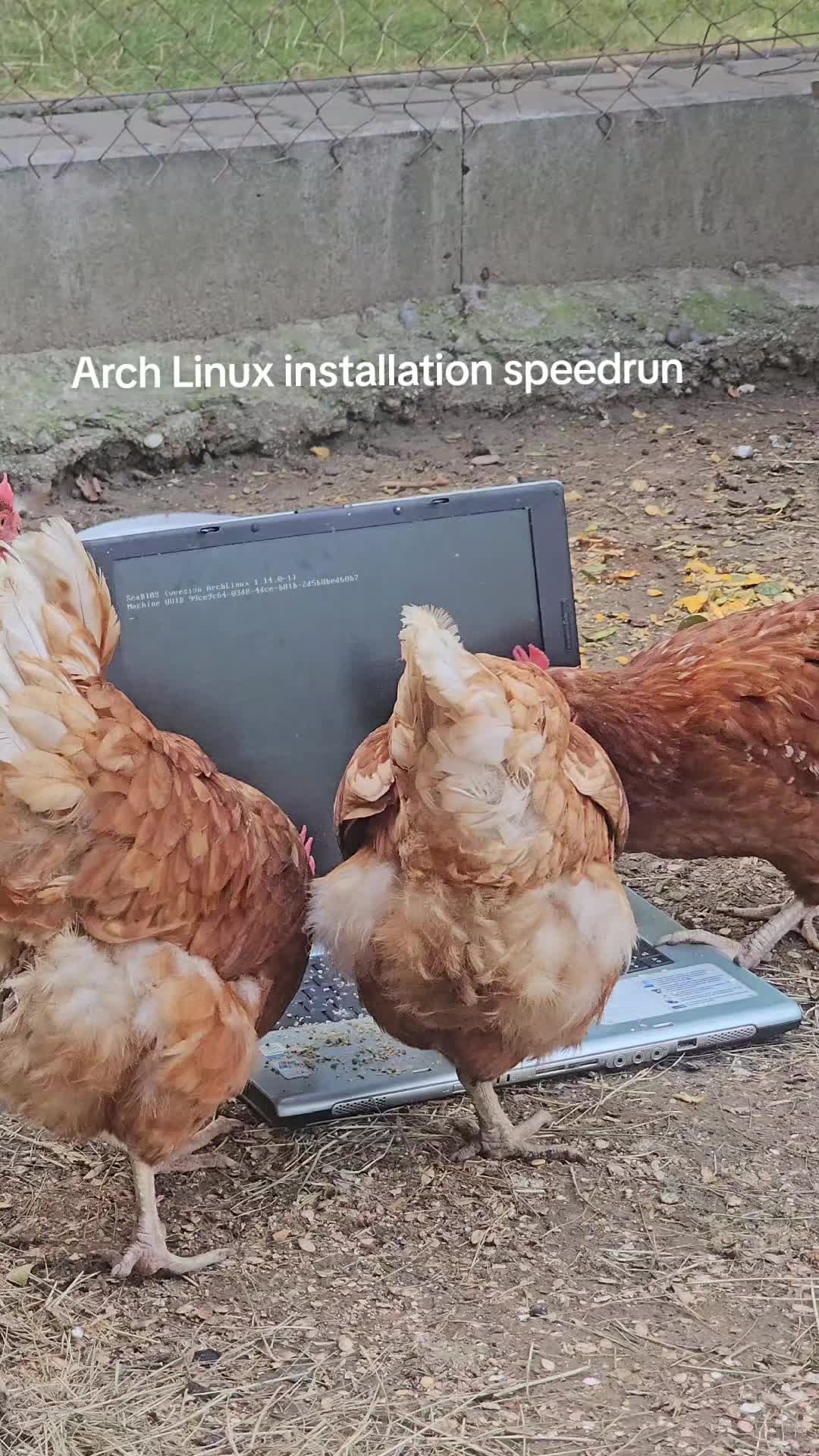 @Qpoda