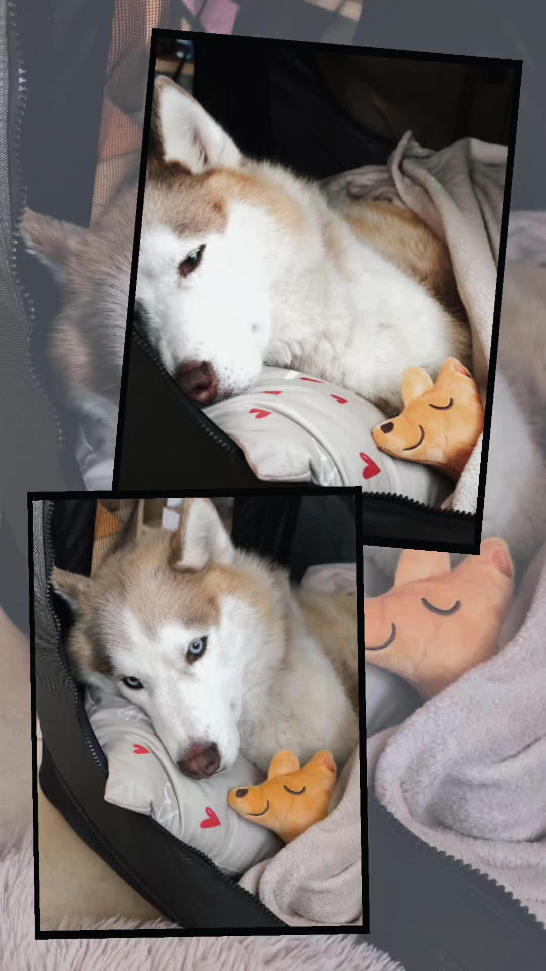 @Marianni and her husky dogs