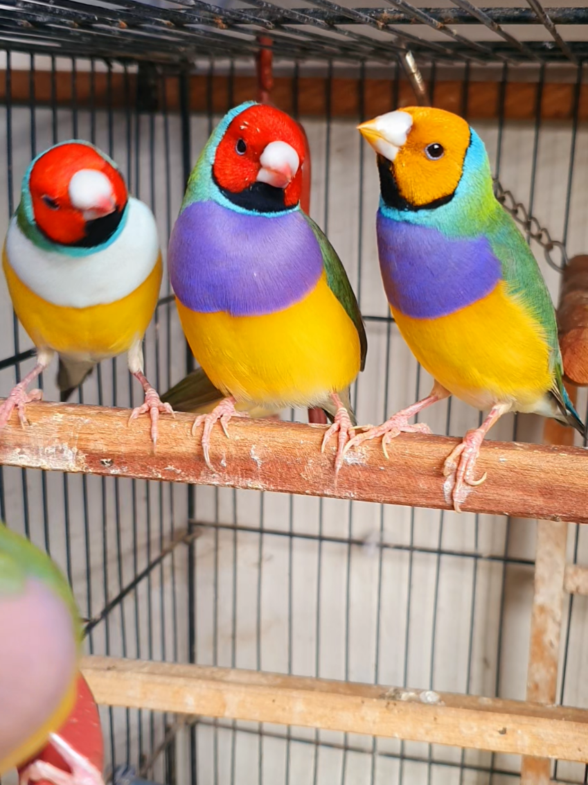 @B for birds