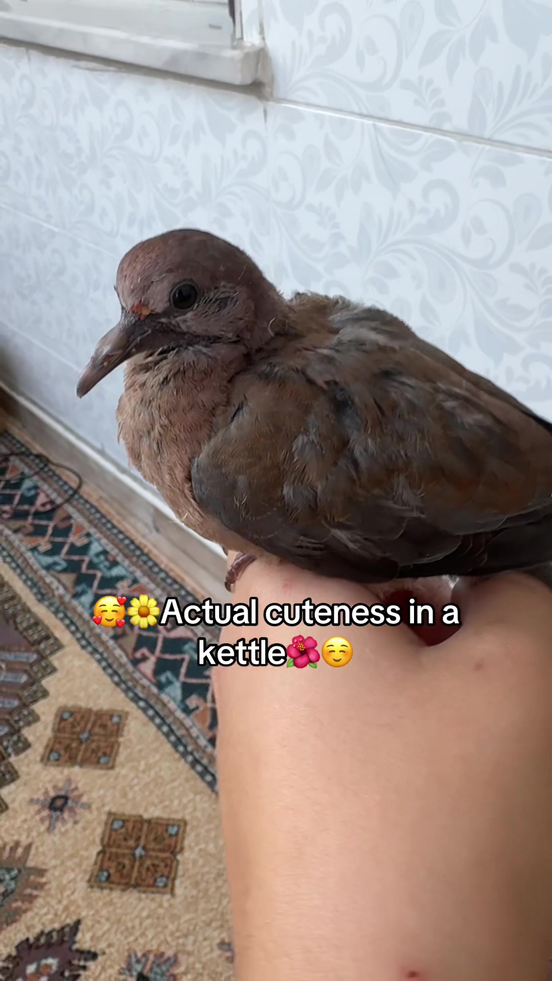 @kurdzo