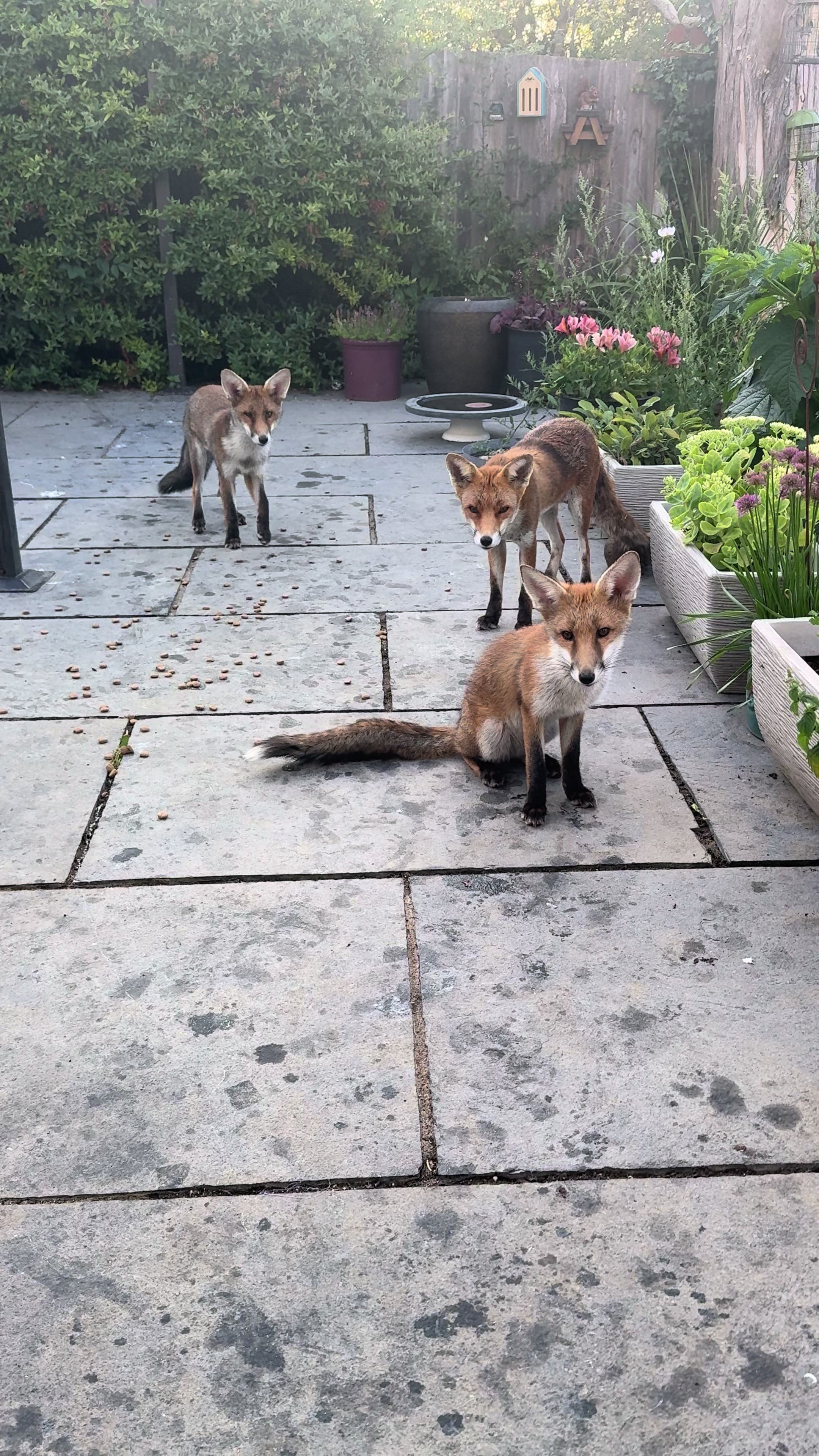 @gp_wildlife