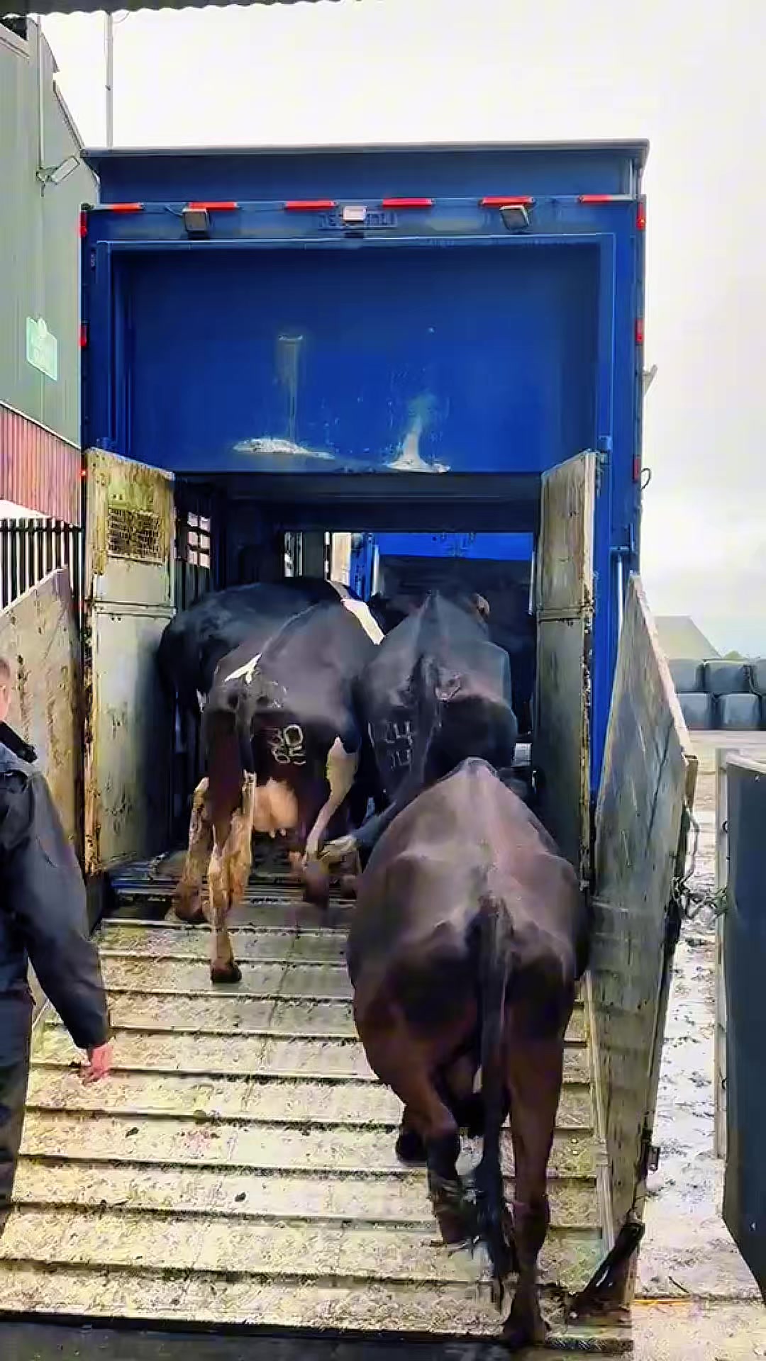 @cows.ie