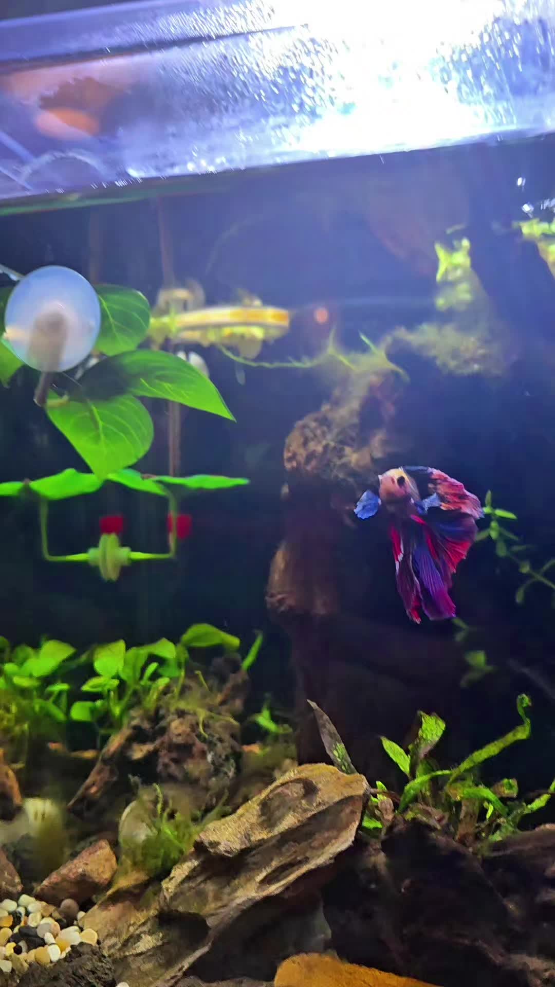 @NebulaTheBetta