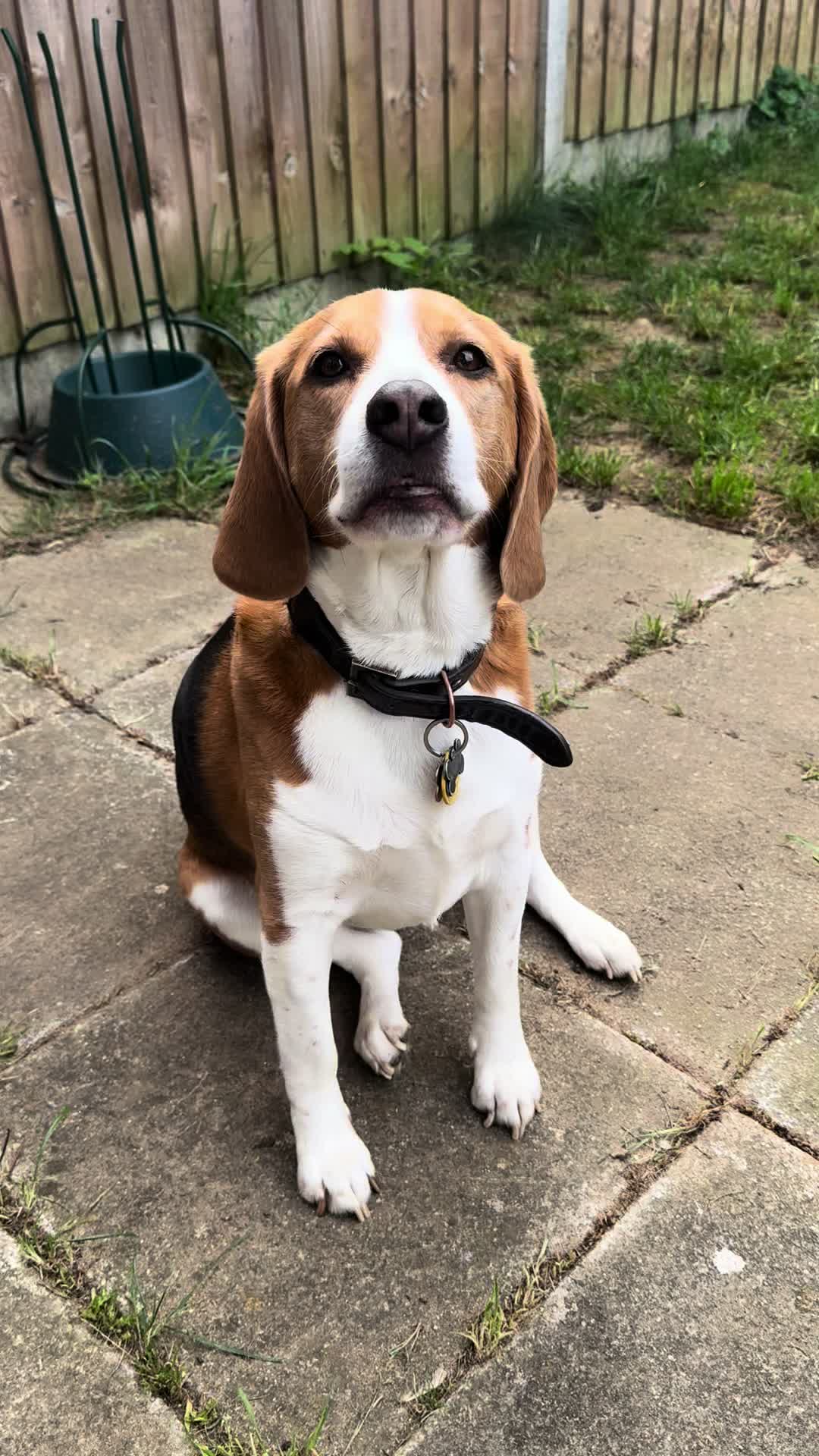 @Neo_The_Beagle