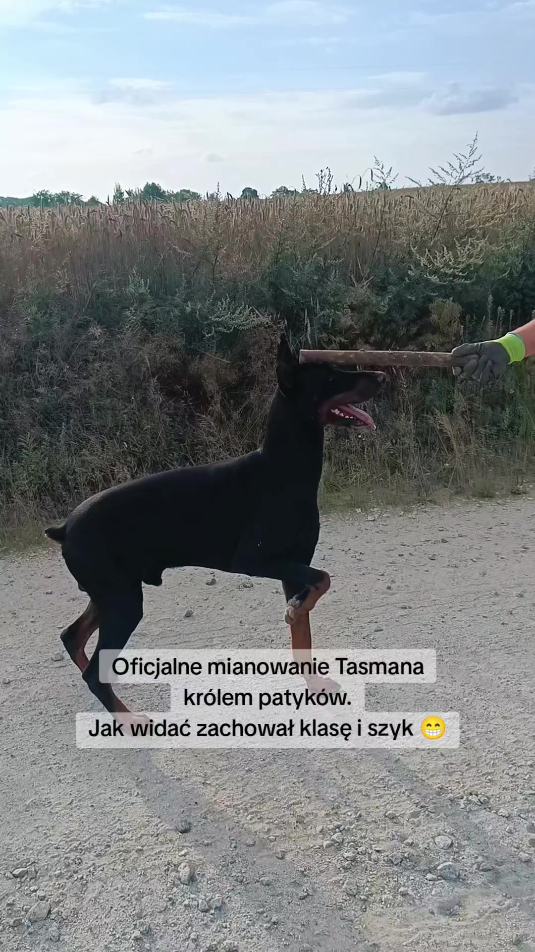 @🌪️ 𝗧 𝗔 𝗦 𝗠 𝗔 𝗡 🌪️