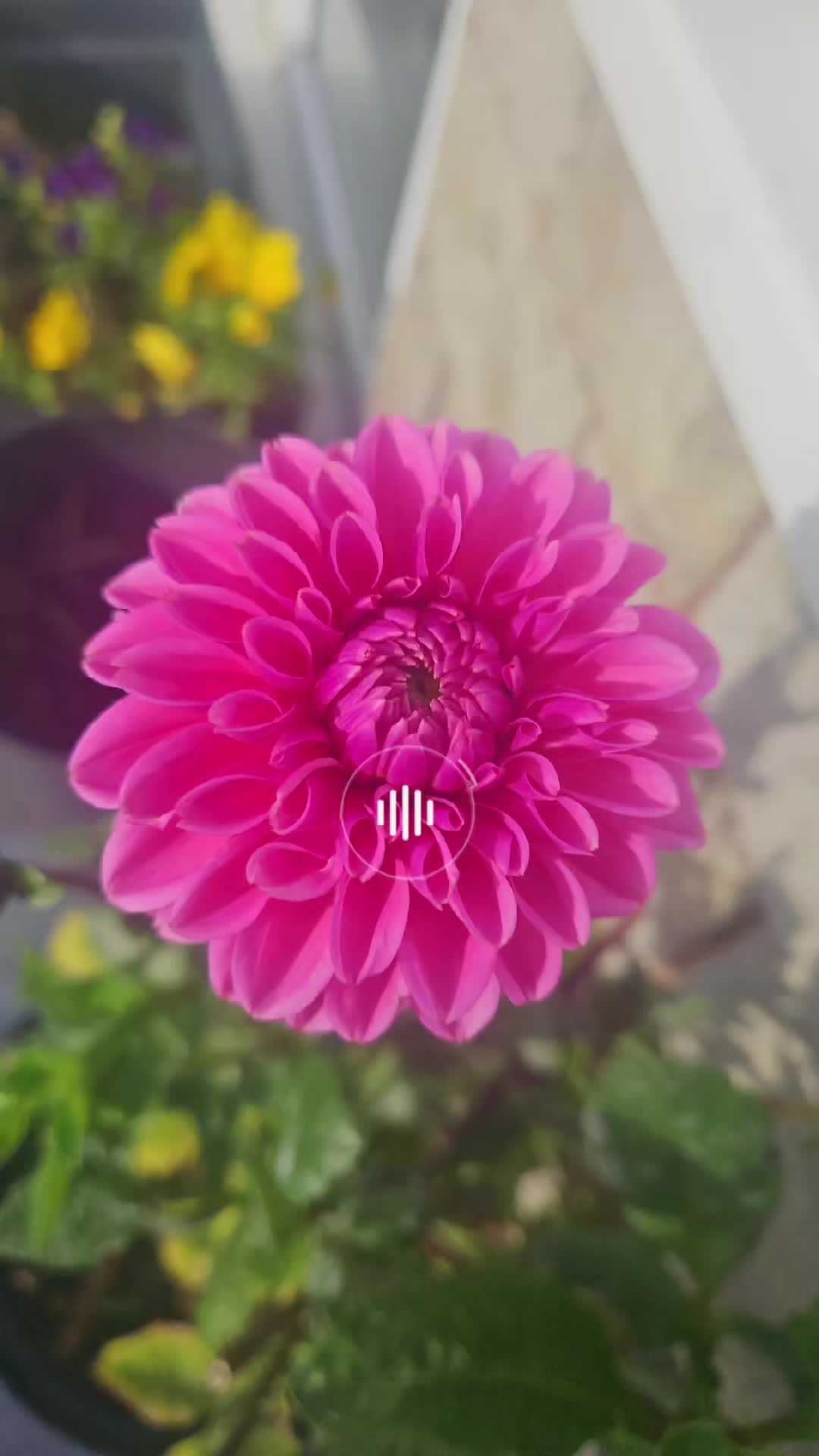 @Pray4WorldPeace