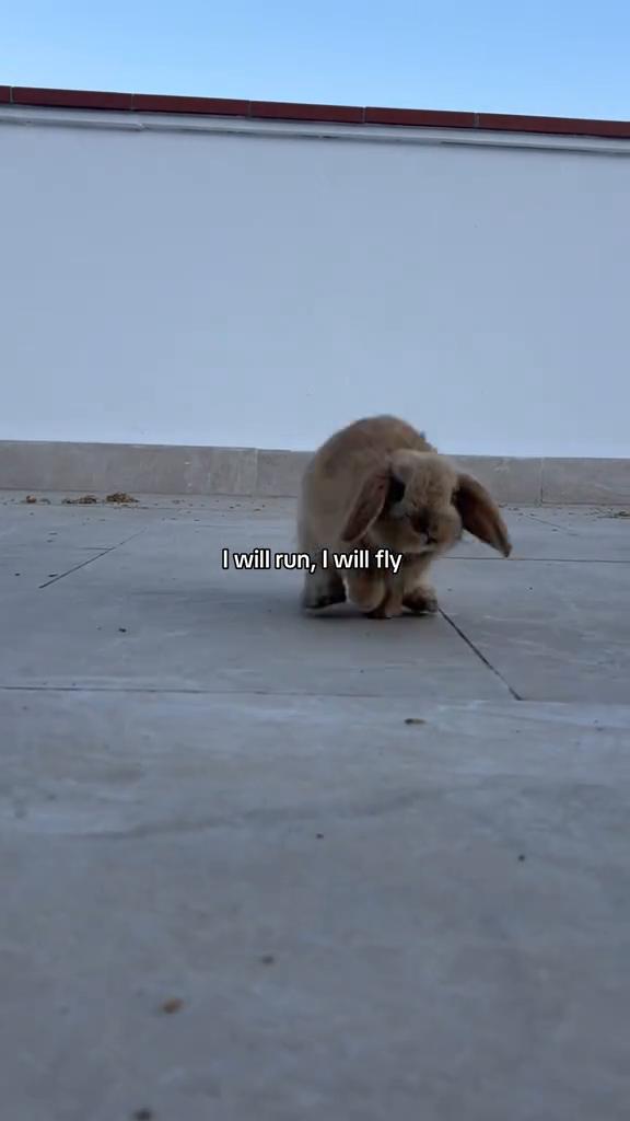 @animalmemester