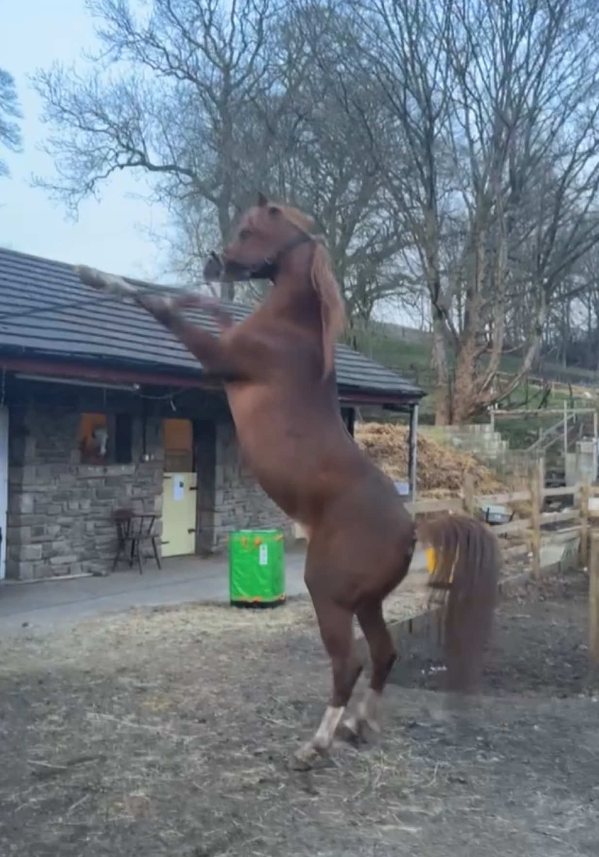 @thekhansarabianstudfarm
