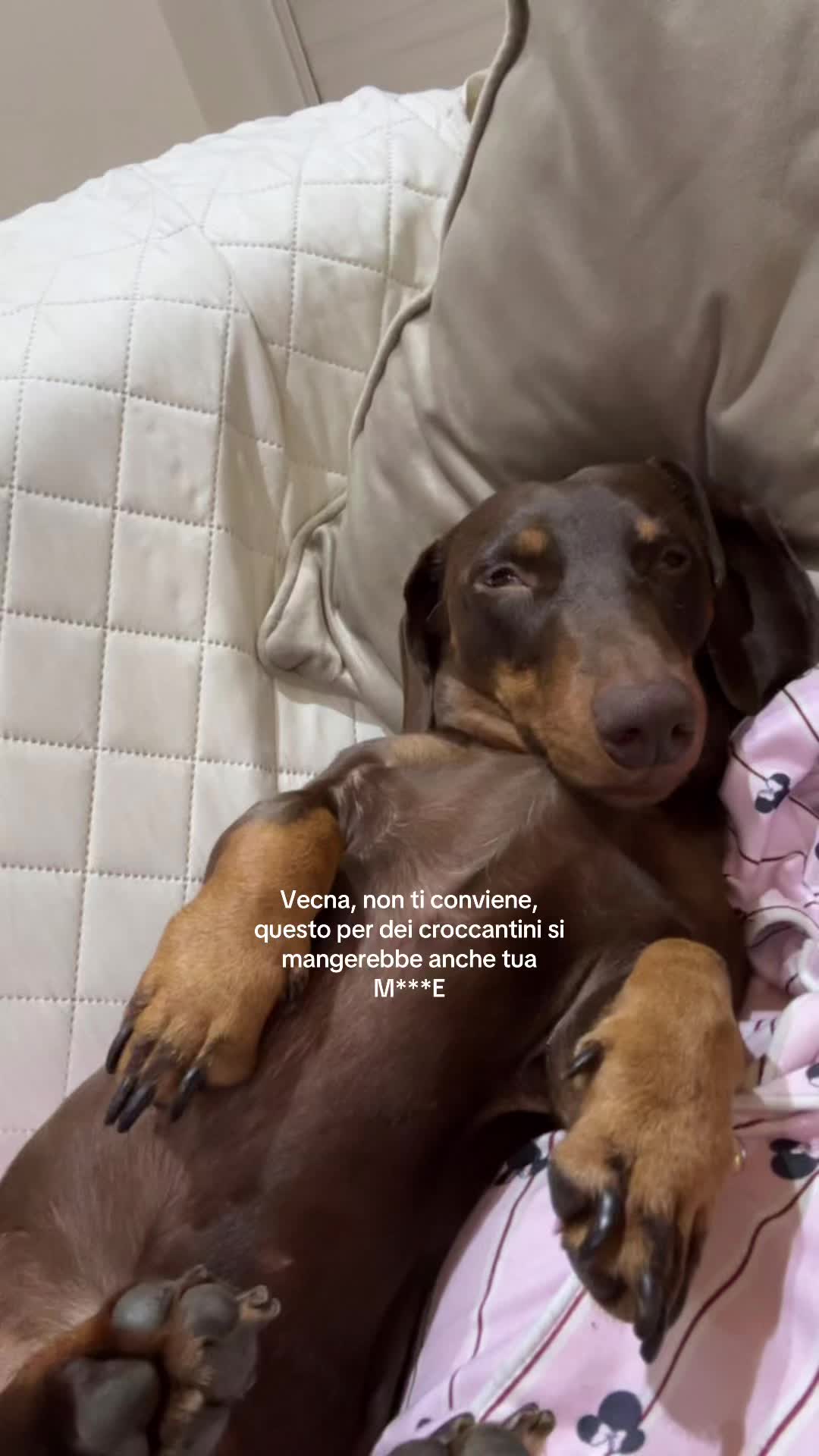 @giotto🐾