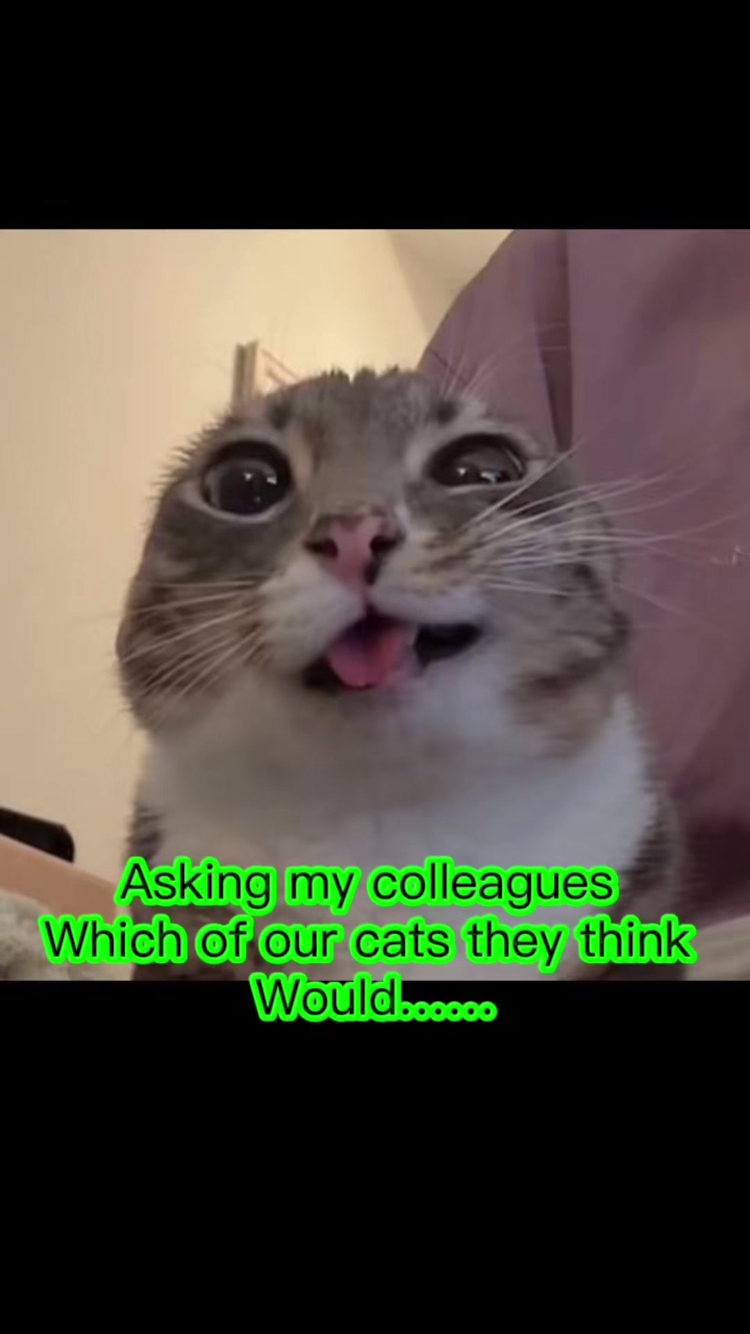 @Purrfect Café