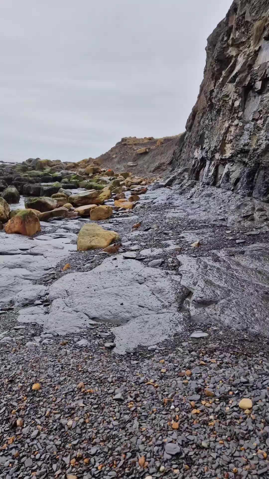 @All About The Fossils
