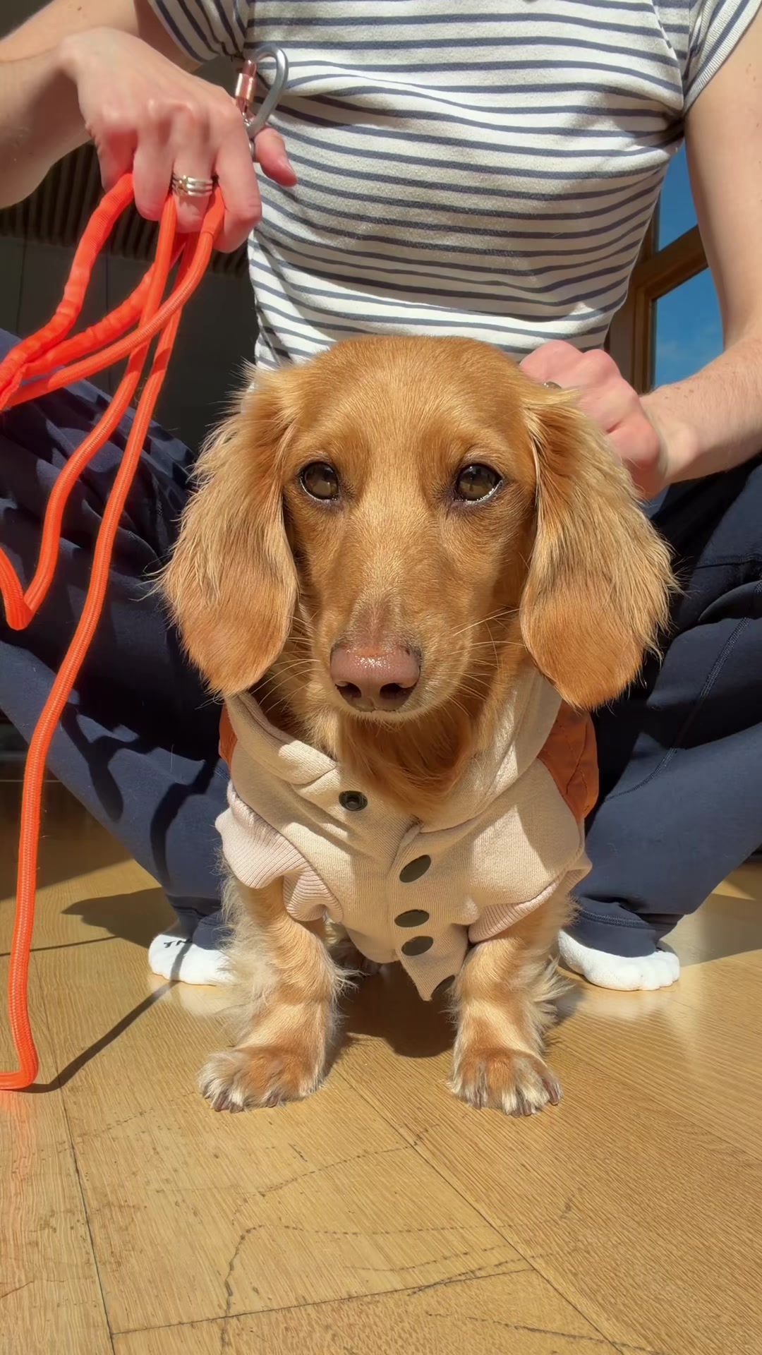 @cashewdachshund