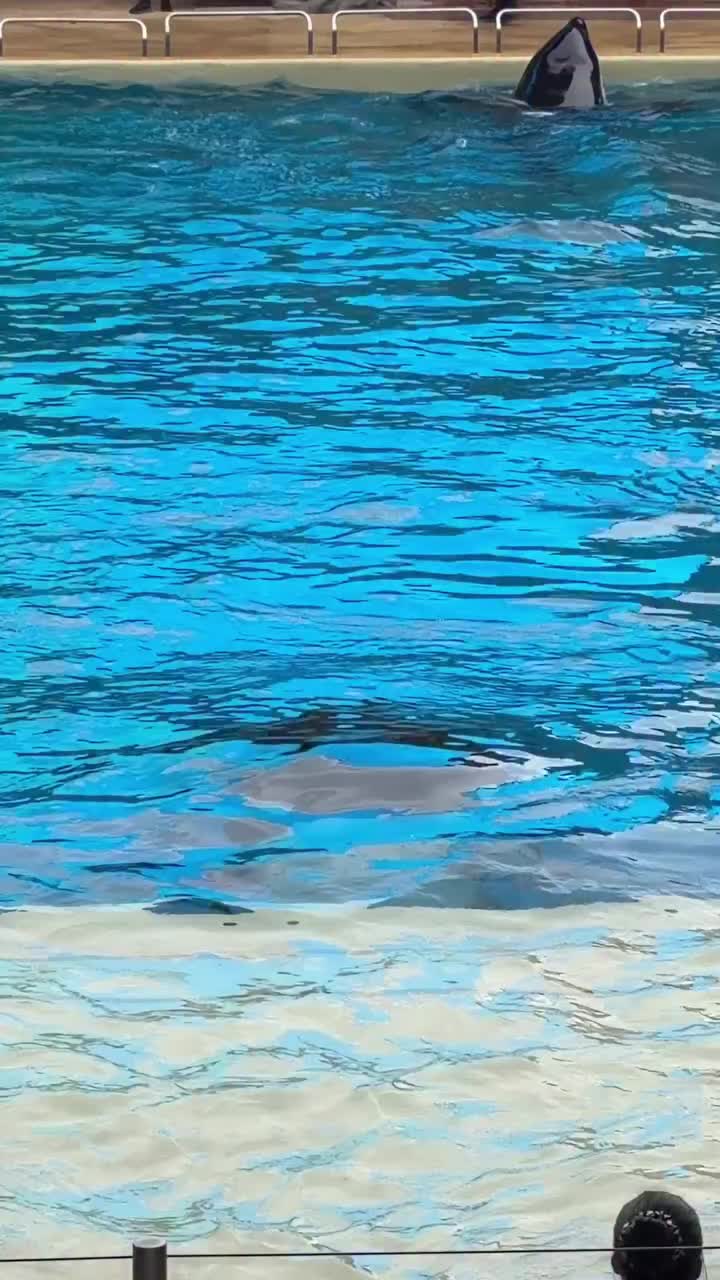 @Dolphin 🐬 World 🌎