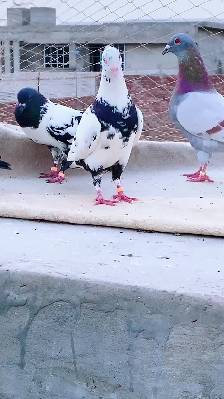 @J@&pound;!R S@H00 111🦅
