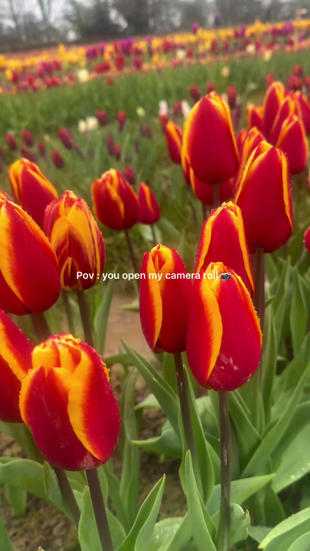 @Monii Rayan