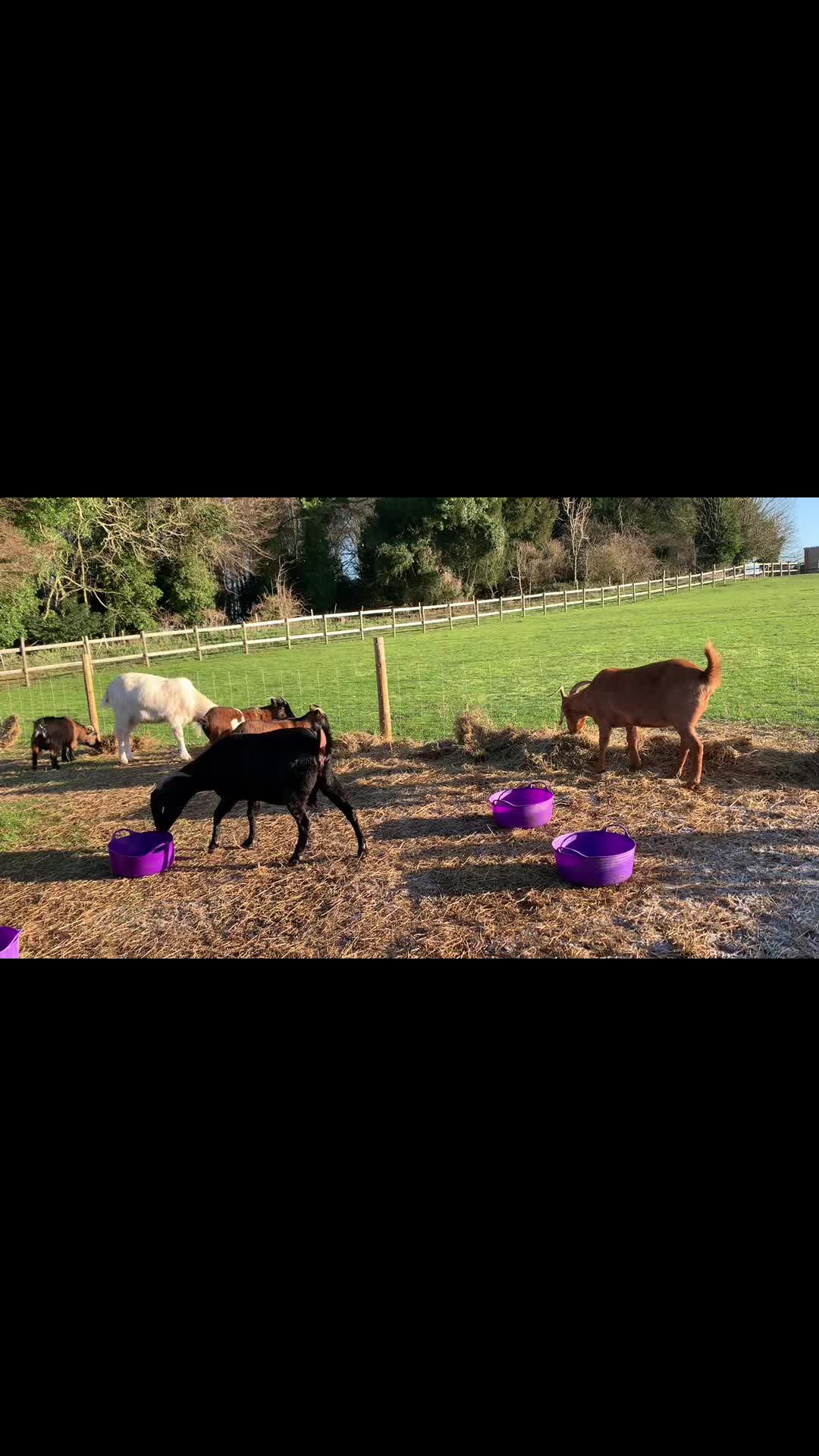 @Walnut Tree Farm