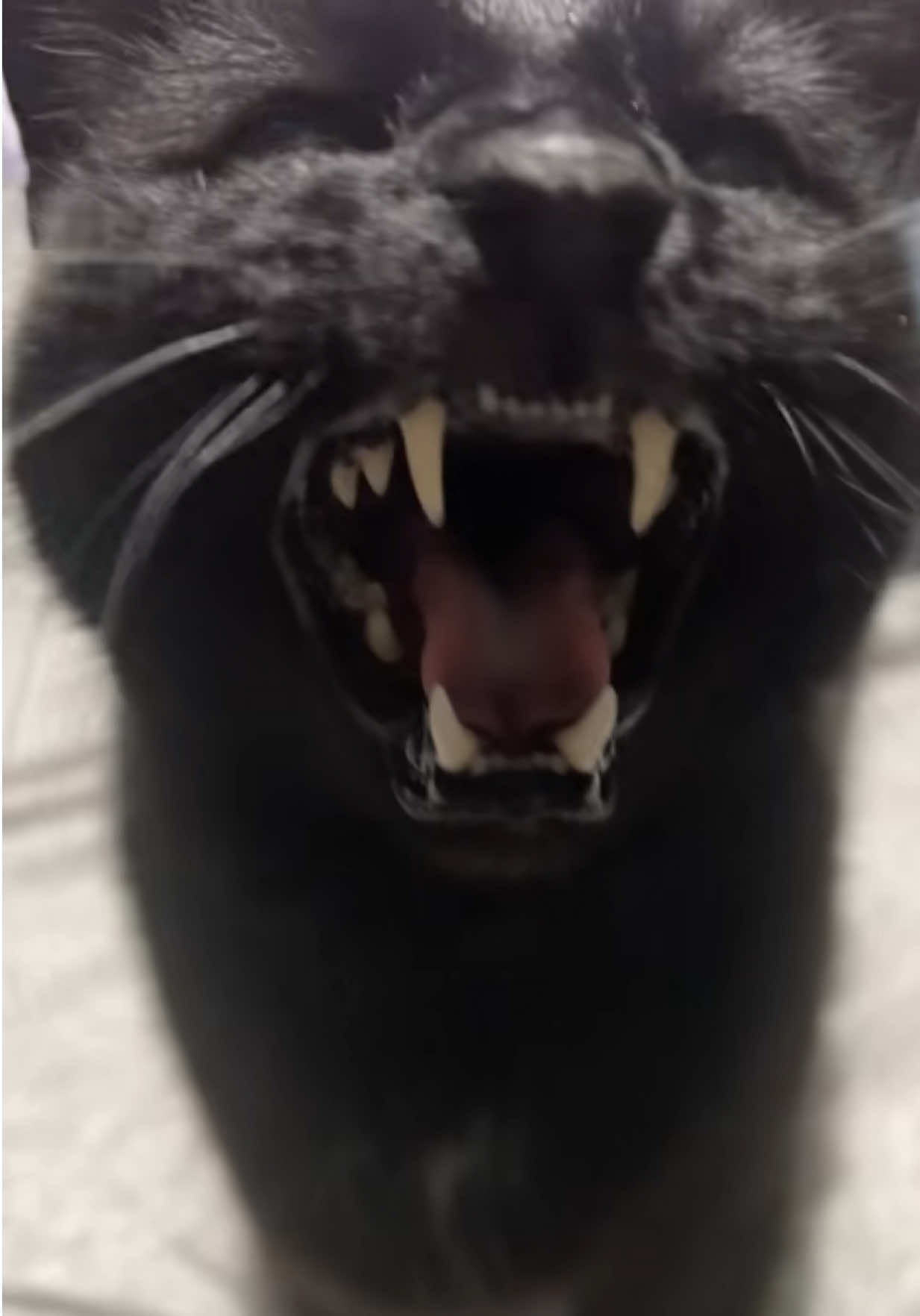 @Teefie_tribe 🐈⬛🐈⬛🐈🦷🦷