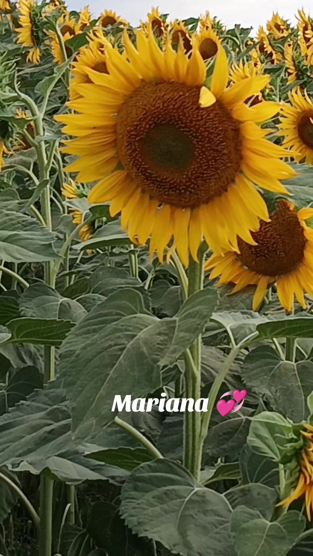 @Mariana💞🦂