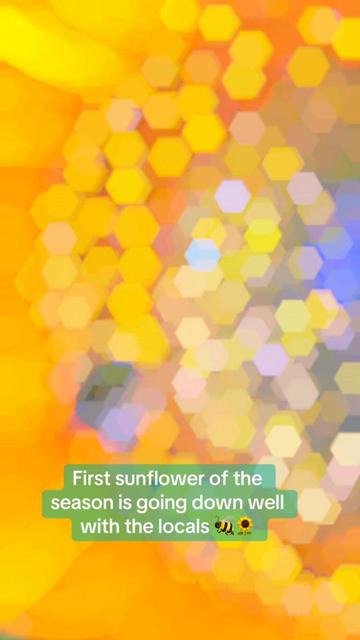 @📖🐝thecosygirlbookhive🐝📖