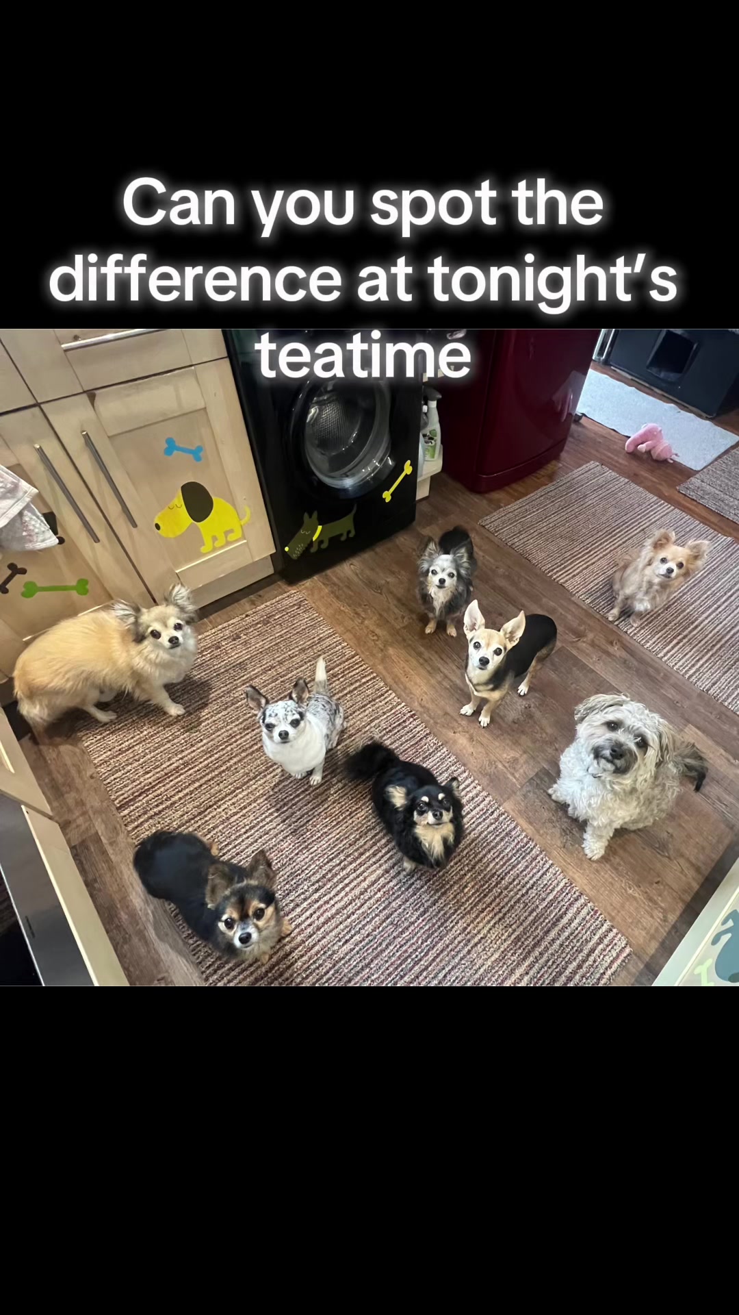 @diddydogz