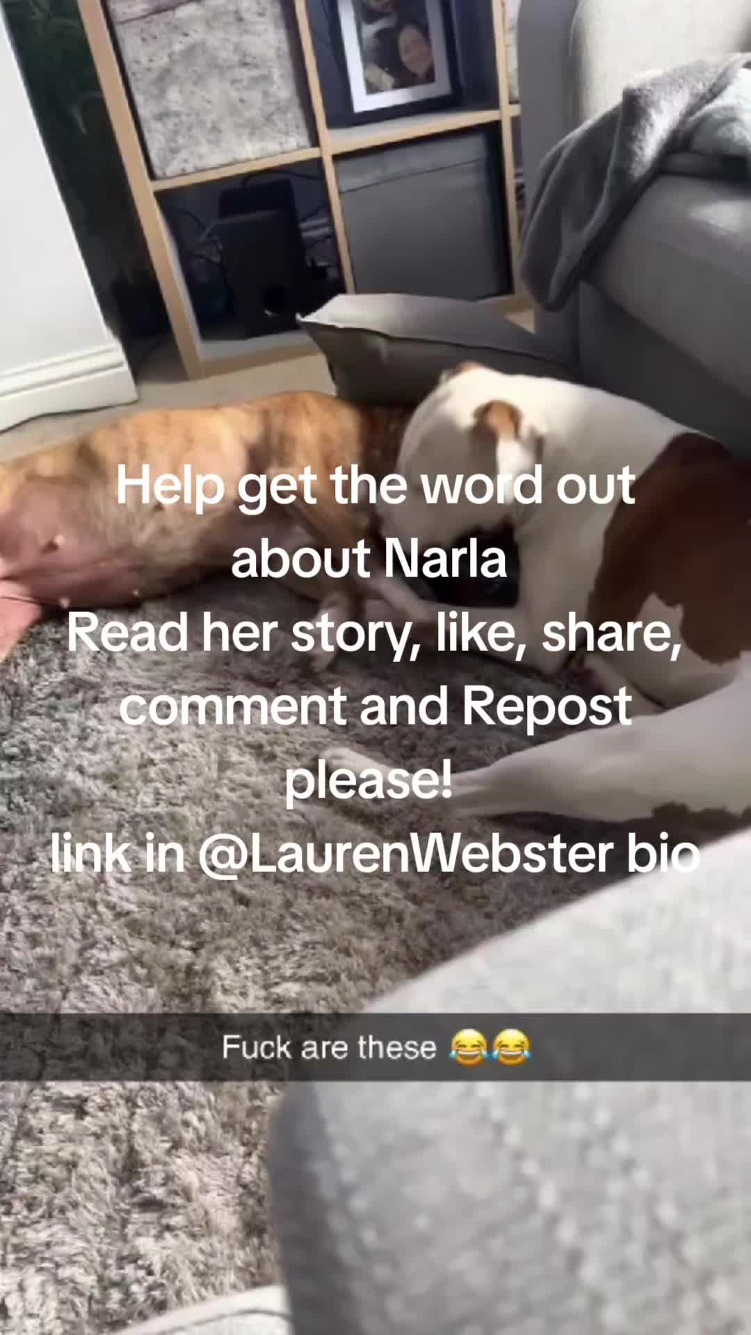 @Lauren Webster