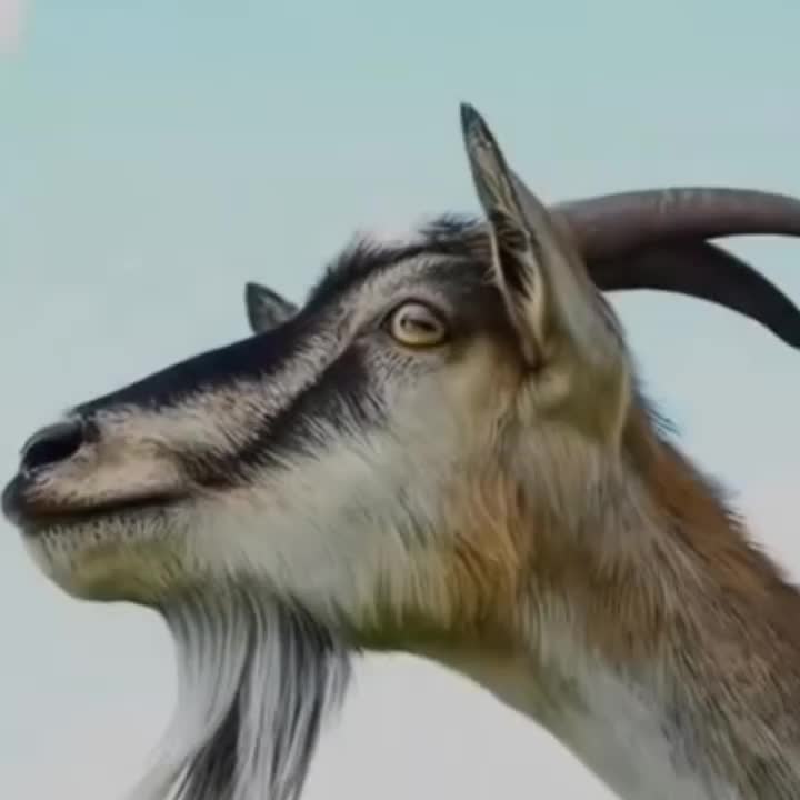 @Angad the goat