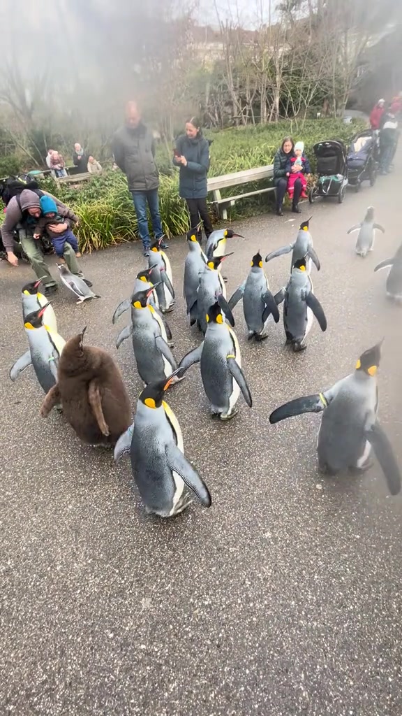 @animalmemester
