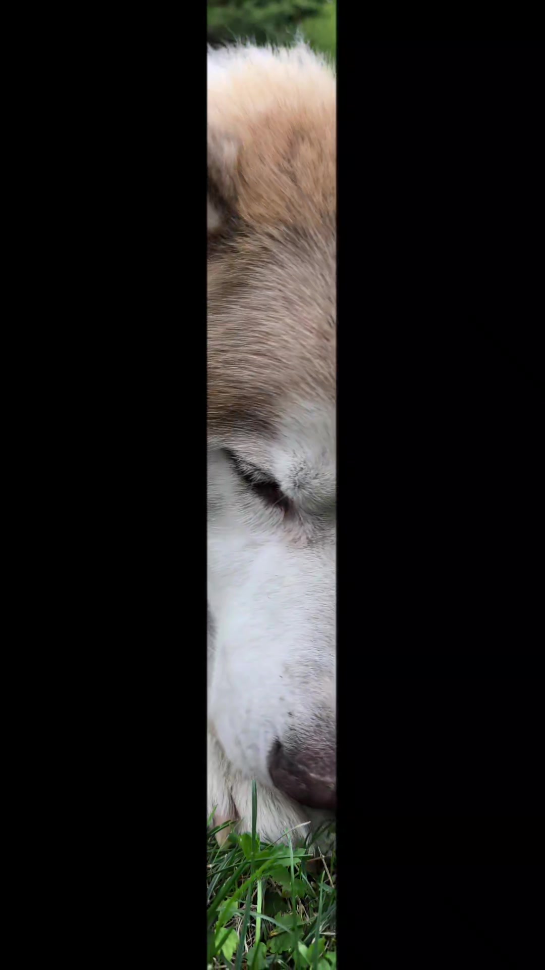 @Marianni and her husky dogs