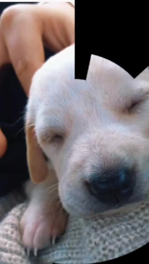 @winnie ❤🦮