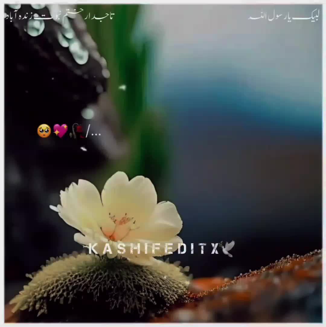 @user65071186465
