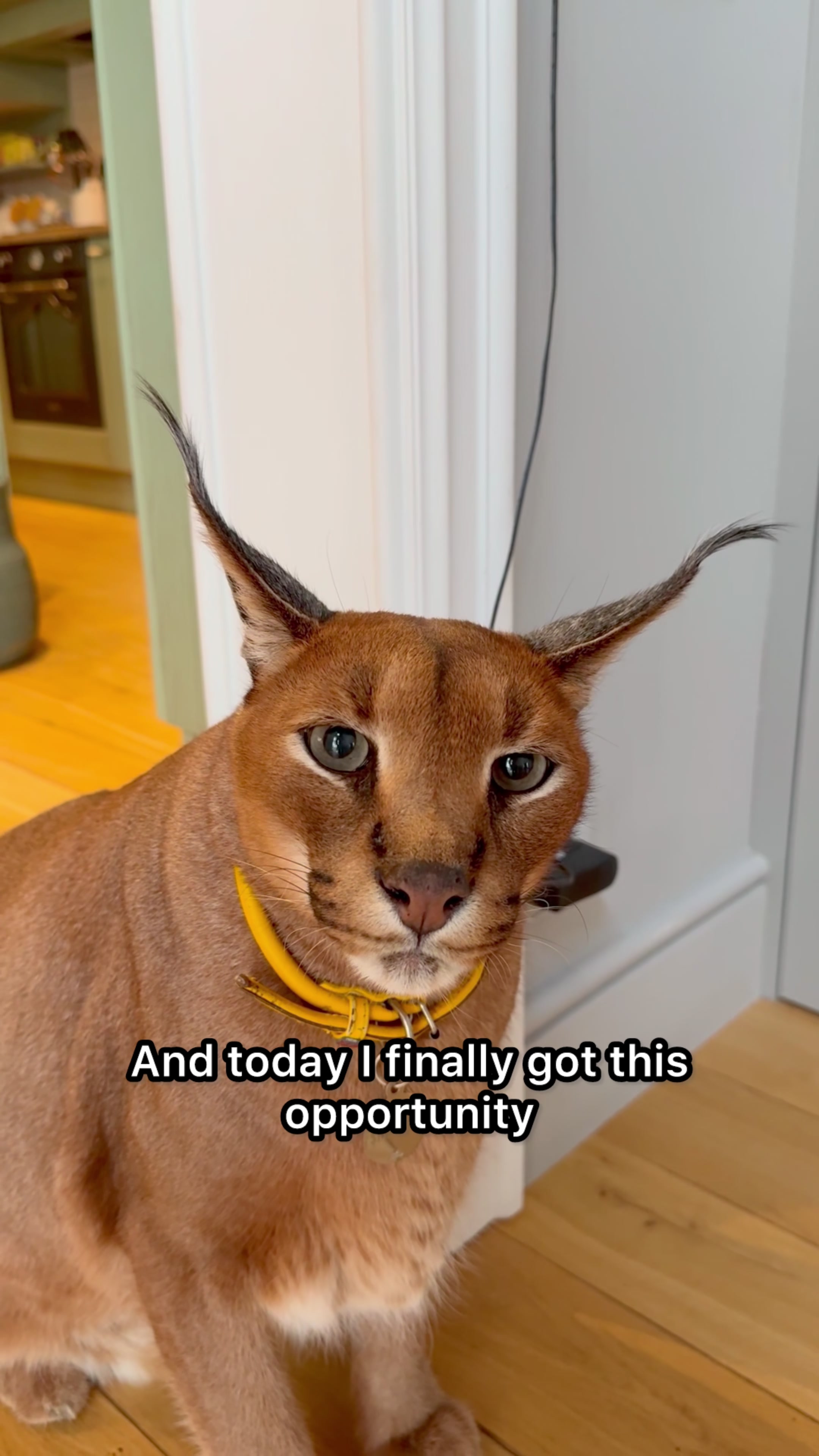 @Pumba Caracal