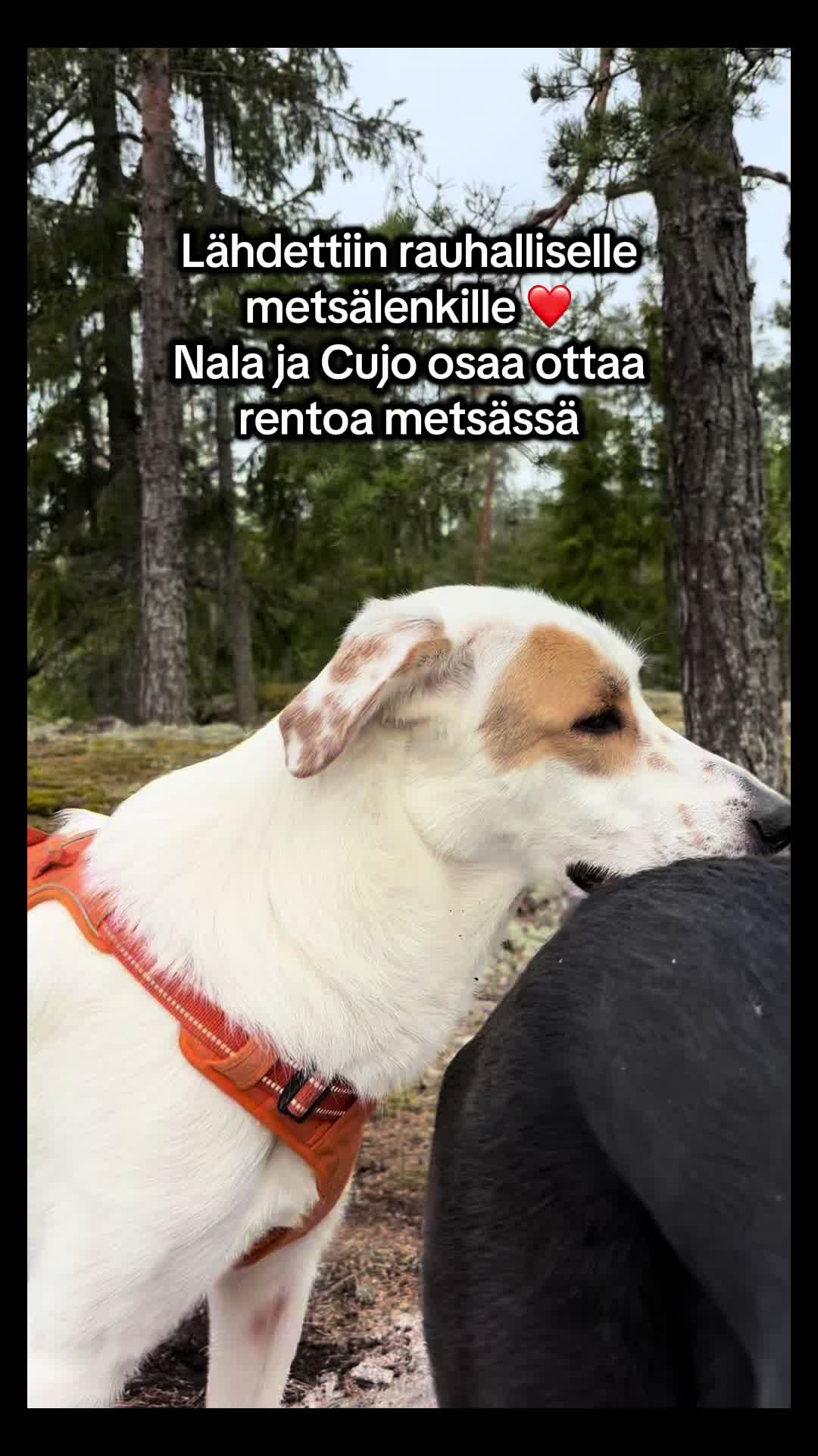 @pintsucca