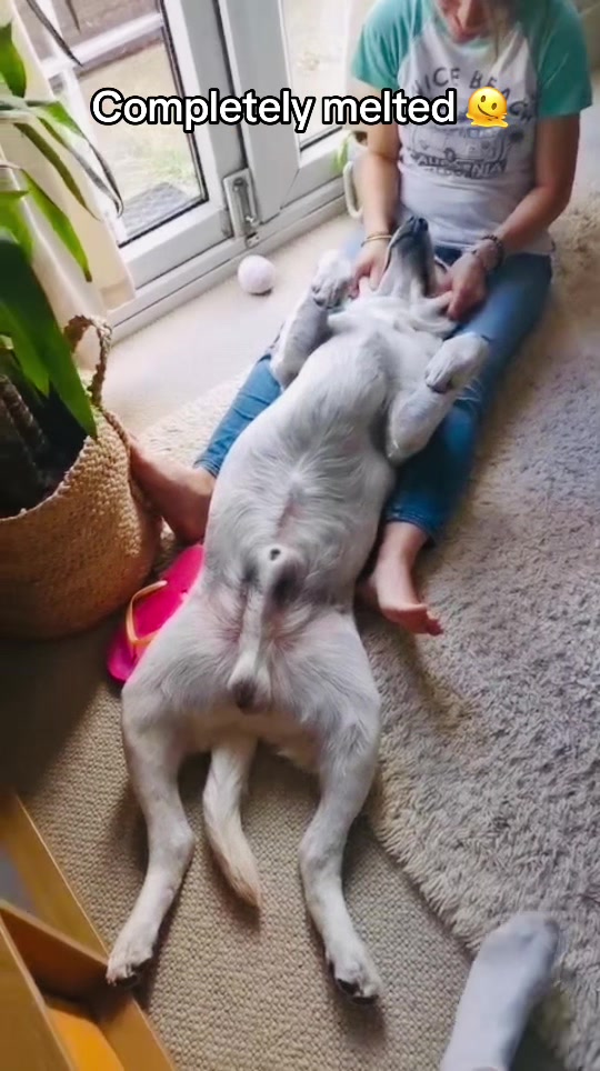 @Teddy 💕Charlie🐾💙