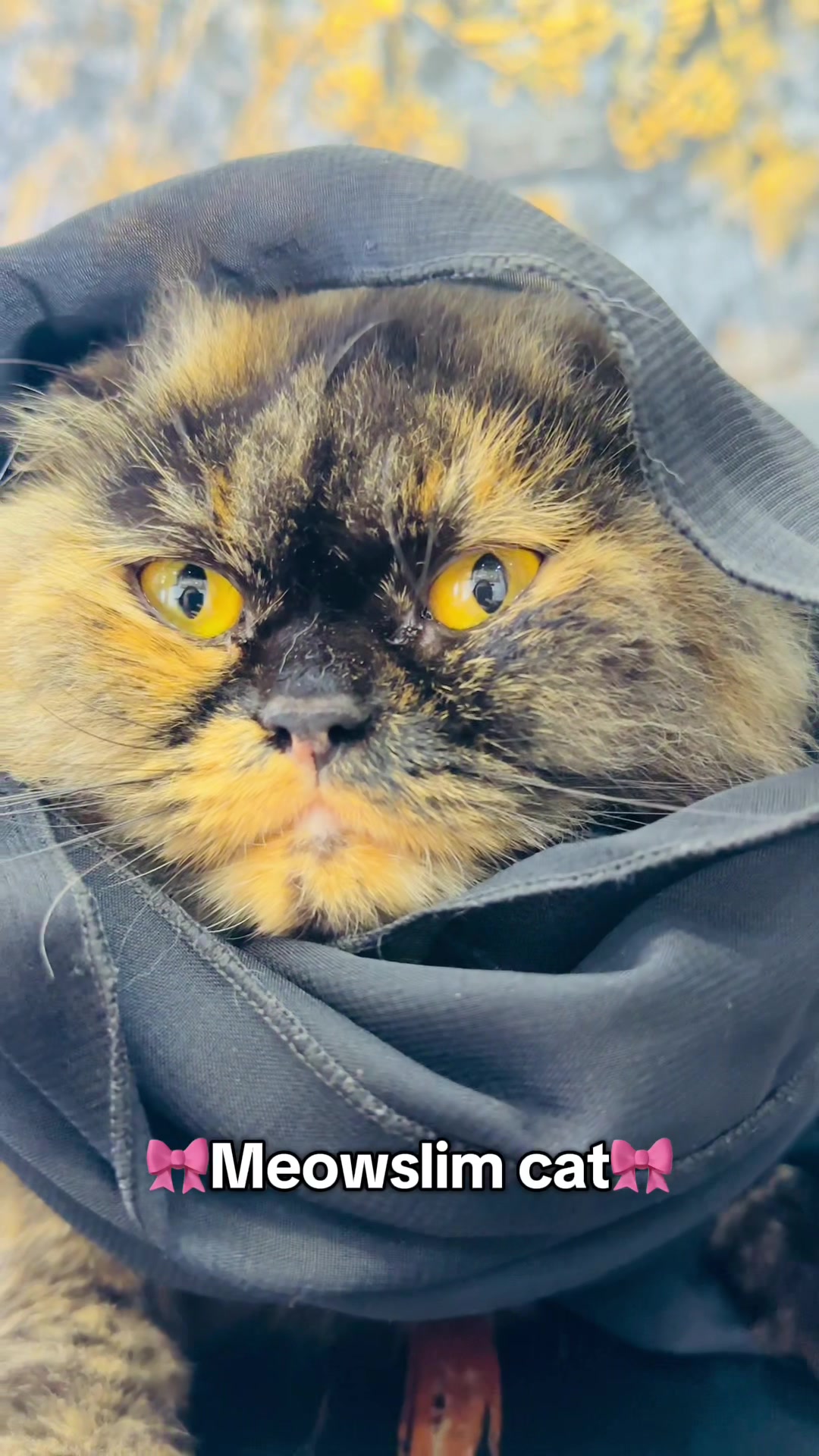@_purrfecttpaws_
