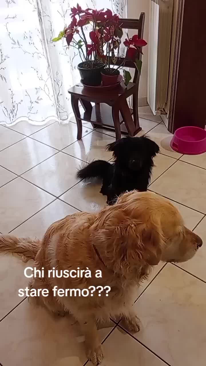 @Whisky&Jenny Golden retriever
