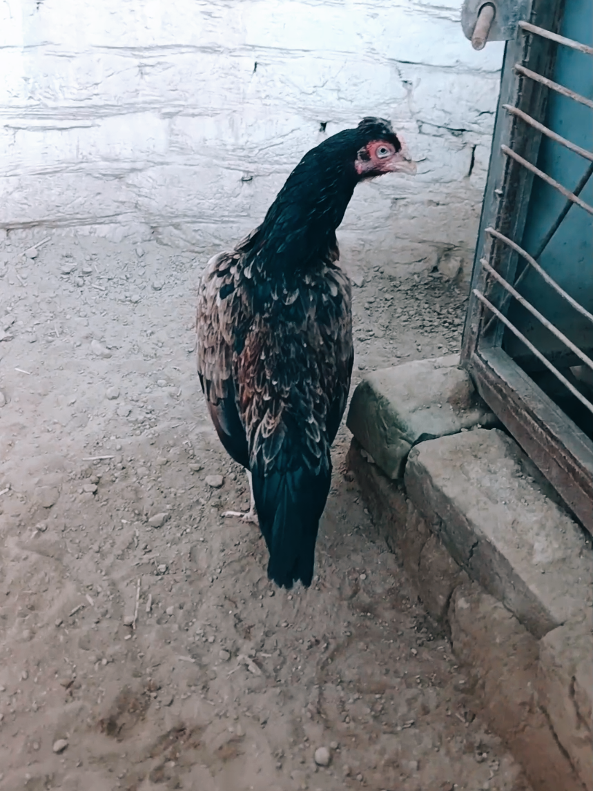 @Sajjad Aseel Farm