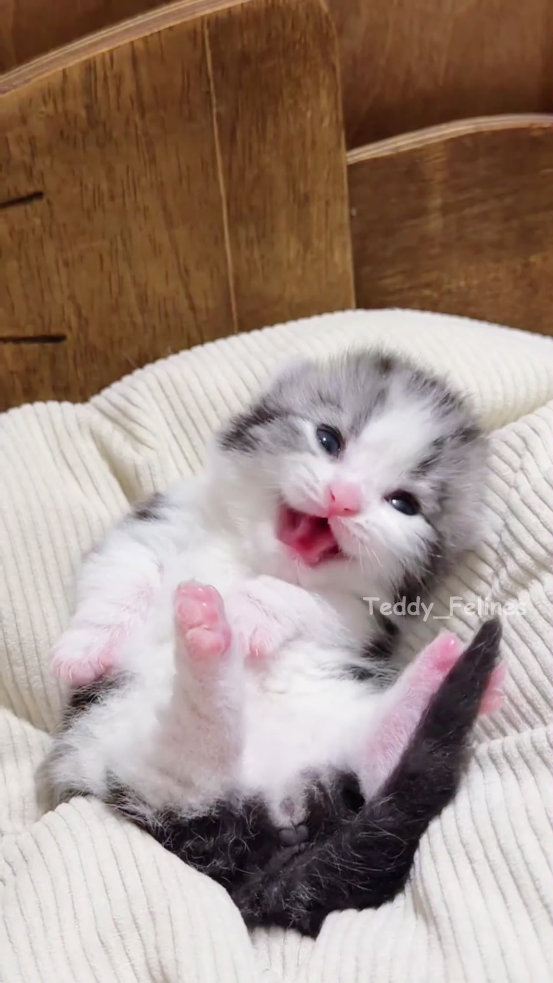 @Teddy_Felines 🧸🐾