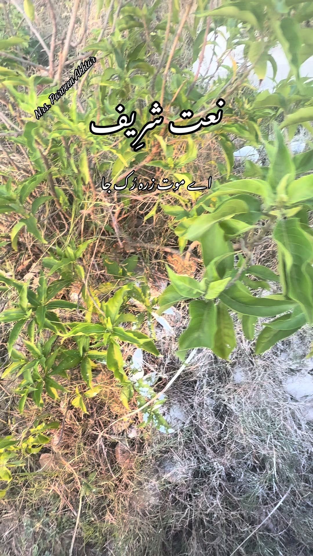 @Parveen Akhtar