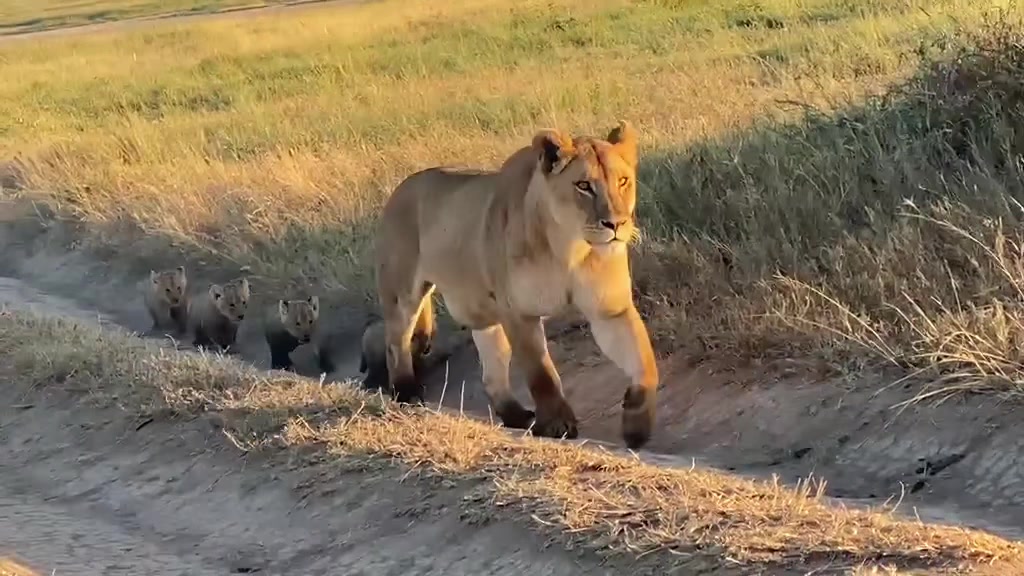@KJ@LoveAnimalsEpicNature