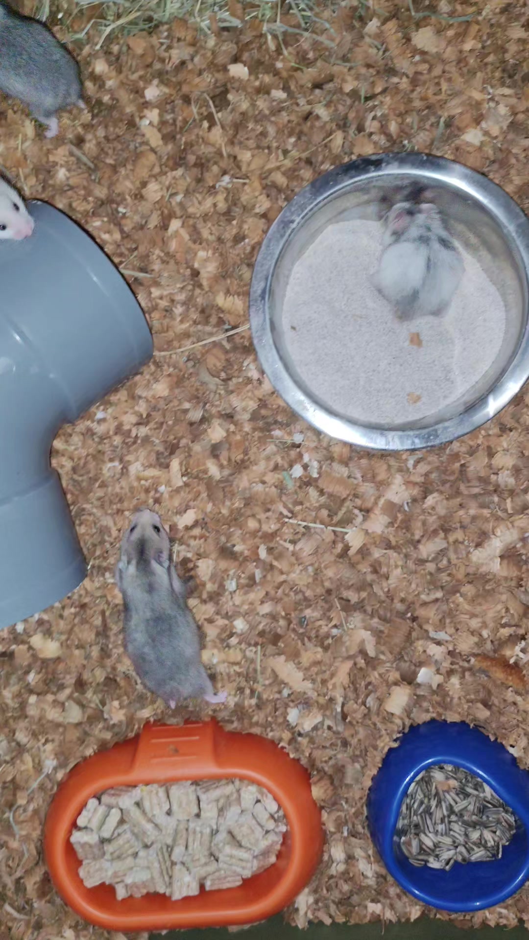 @Animal Passion
