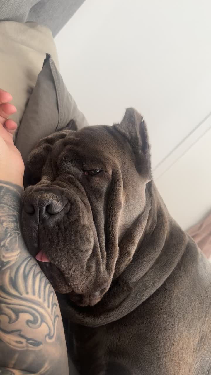 @CaneCorsoAres