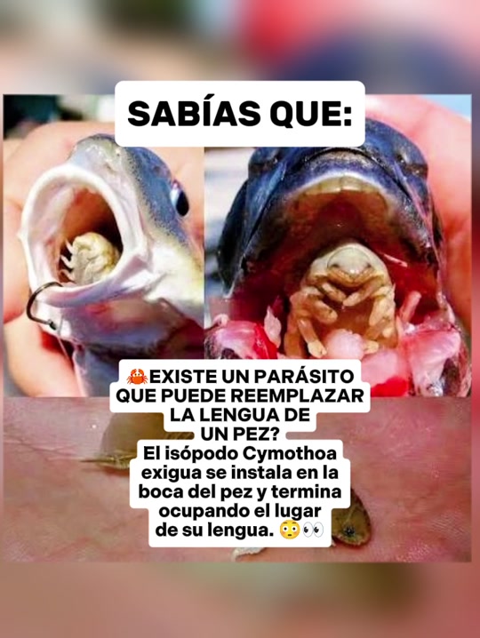@CLUB DE ANIMALES