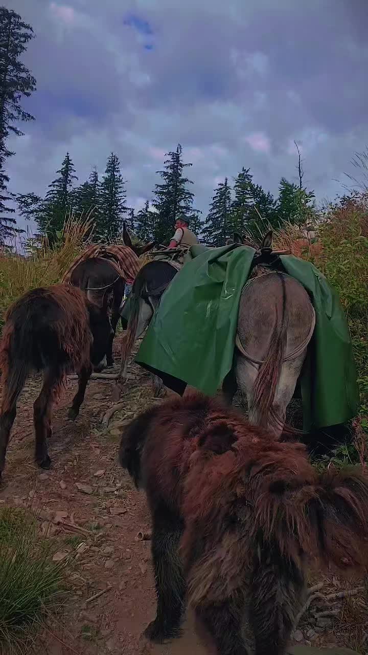 @Jidanu 🌲🐕🐑🌲❤️