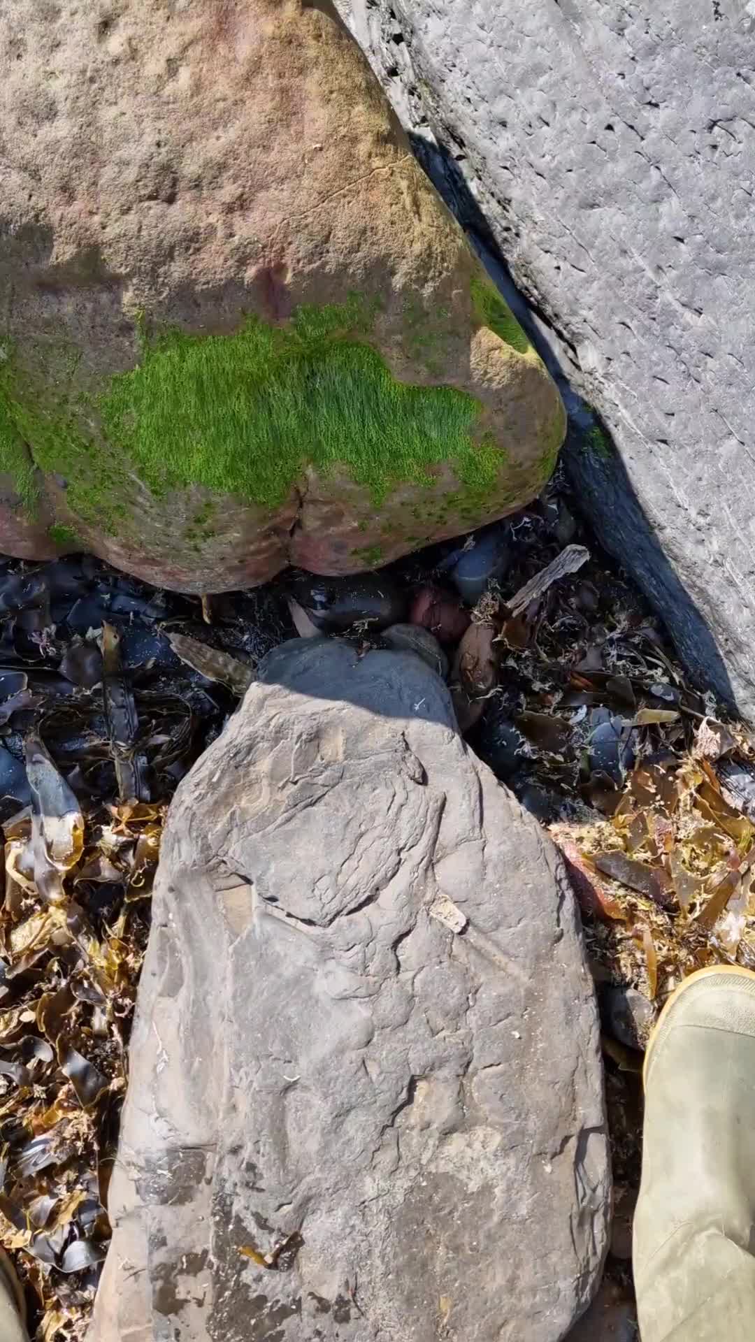 @All About The Fossils