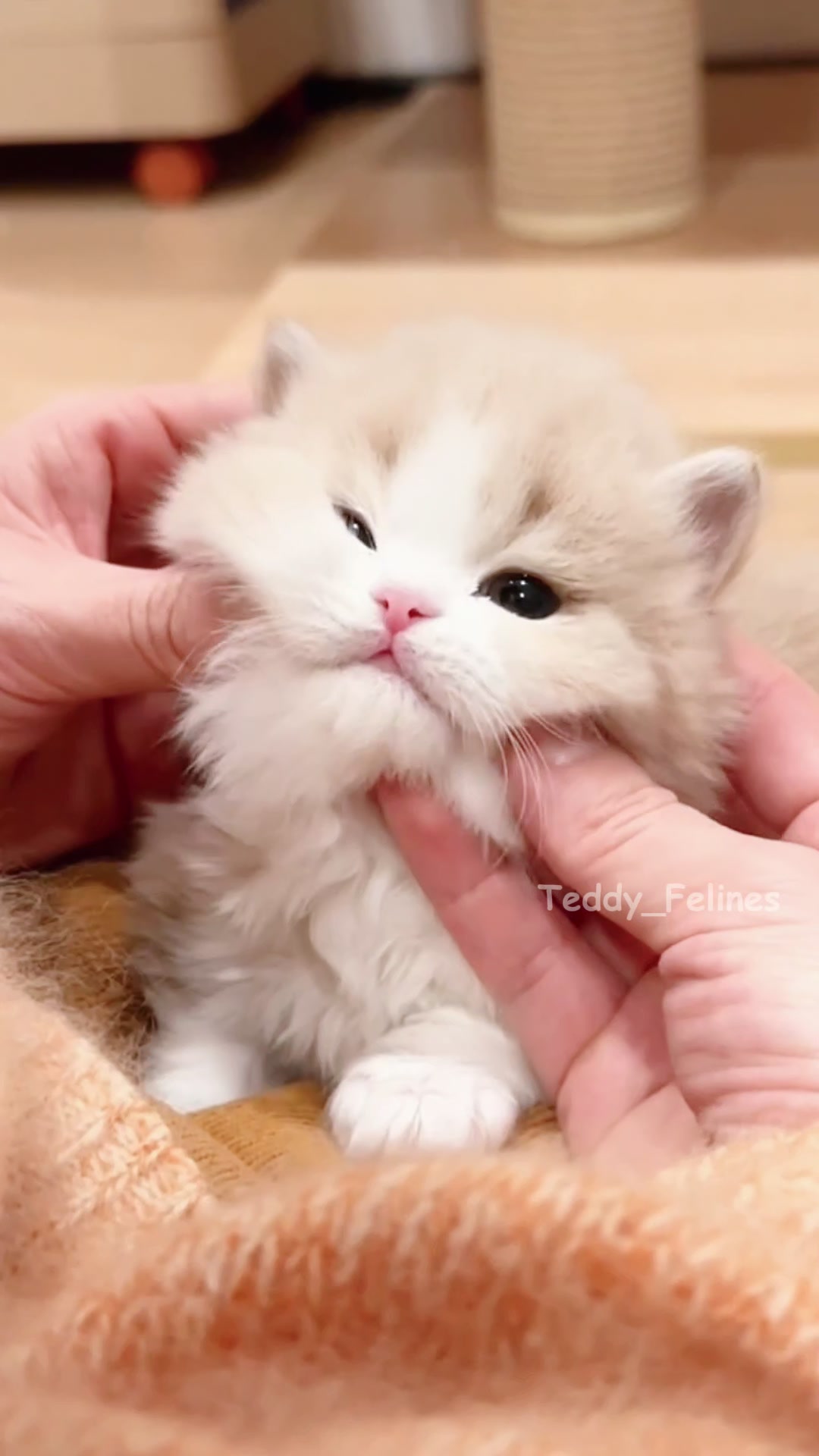 @Teddy_Felines 🧸🐾