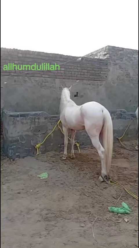 @majid kataria