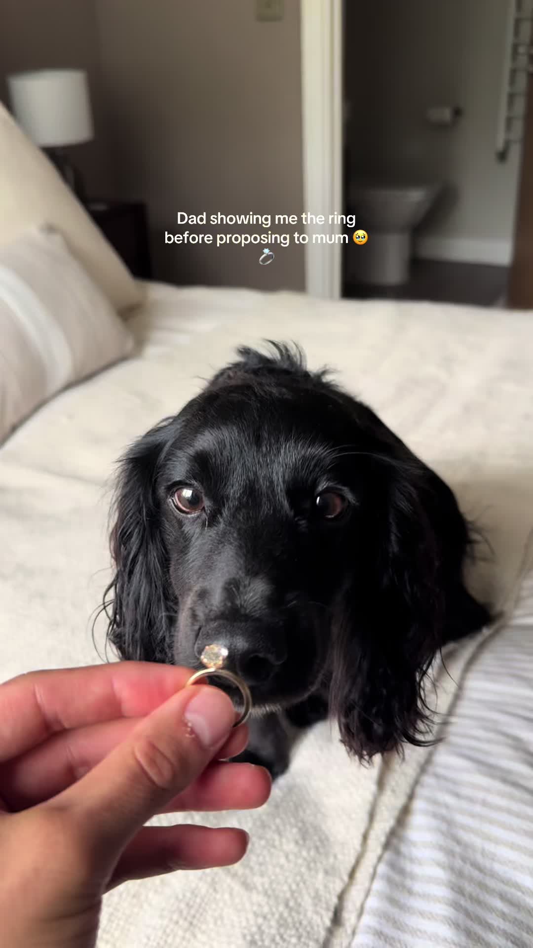 @maggie.moo.cocker